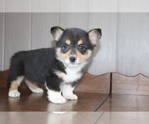 Pembroke Welsh Corgi Puppy for sale in SHILOH, OH, USA