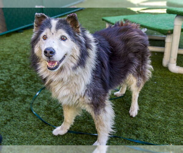 Medium Photo #2 Siberian Husky Puppy For Sale in Pasadena, CA, USA