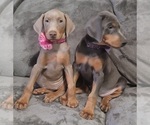 Small Photo #19 Doberman Pinscher Puppy For Sale in POMEROY, OH, USA