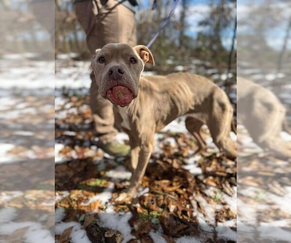 Medium Photo #5 Mutt Puppy For Sale in New York, NY, USA