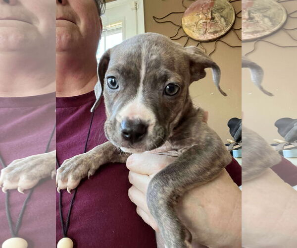 Medium Photo #3 American Pit Bull Terrier-Unknown Mix Puppy For Sale in Derwood, MD, USA