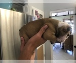 Small Photo #5 English Bulldog Puppy For Sale in STUART, FL, USA
