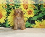 Colt - Male Yorkiepoo mix (+ Poodle Toy) Puppy for Sale - Photo #26