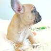 Small Photo #8 French Bulldog Puppy For Sale in ARLETA, CA, USA