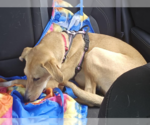 Small Photo #30 Labrador Retriever-Saluki Mix Puppy For Sale in Washington, DC, USA