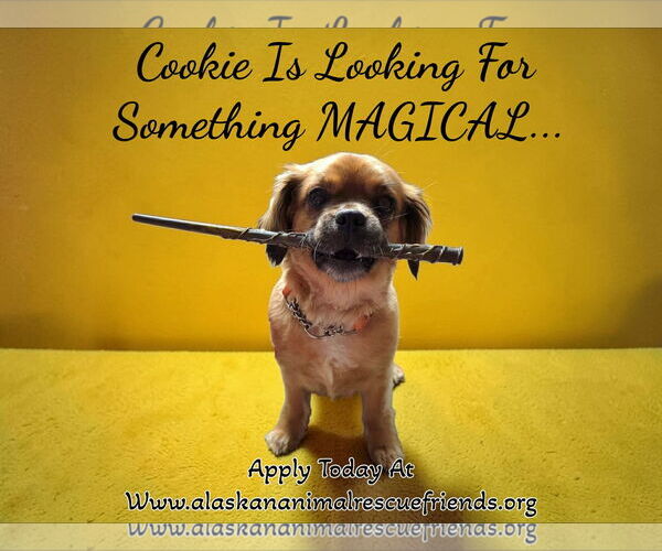 Medium Photo #1 Mutt Puppy For Sale in Anchorage, AK, USA