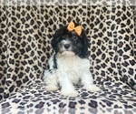 Small #8 Cavapoo