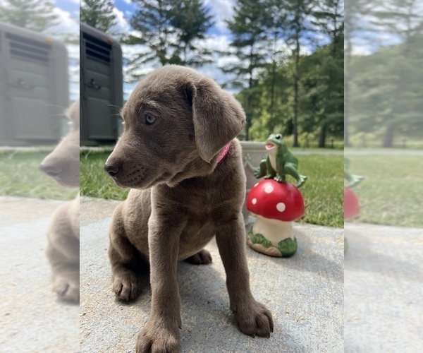 Medium Photo #4 Labrador Retriever Puppy For Sale in NEOLA, WV, USA