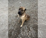 Small Photo #1 Presa Canario Puppy For Sale in MOUNTAIN RANCH, CA, USA