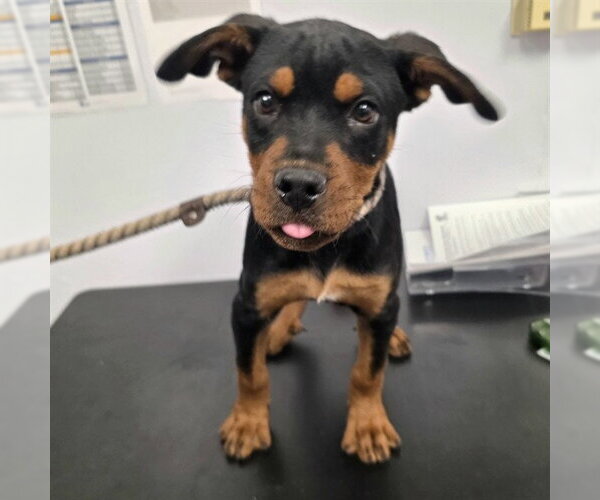 Medium Photo #1 Rottweiler-Unknown Mix Puppy For Sale in Long Beach, CA, USA