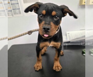 Rottweiler-Unknown Mix Dogs for adoption in Long Beach, CA, USA