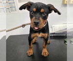 Small Rottweiler Mix