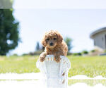 Small Photo #2 Cavapoo Puppy For Sale in WARSAW, IN, USA