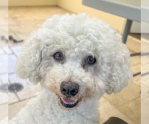 Bichon Frise Dogs for adoption in San Ramon, CA, USA