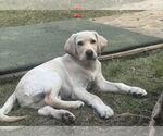 Small #3 Labrador Retriever Mix