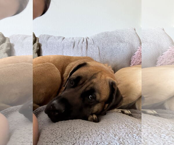 Medium Photo #7 Mastiff Puppy For Sale in Goodyear, AZ, USA