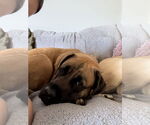 Small #6 Mastiff