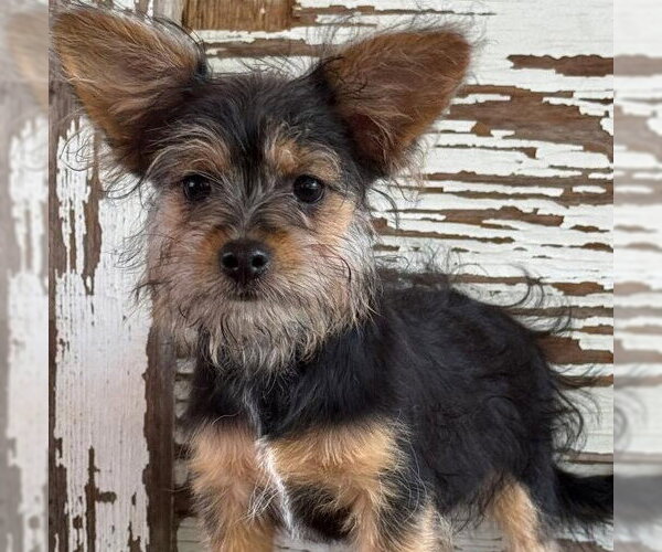 Medium Photo #1 Mutt Puppy For Sale in Carrollton, TX, USA