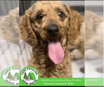 Small Poodle (Miniature)