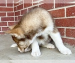 Small Photo #3 Siberian Husky Puppy For Sale in CO SPGS, CO, USA