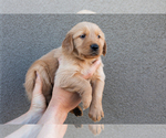 Puppy Red Golden Retriever
