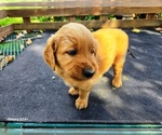 Small #7 Golden Retriever