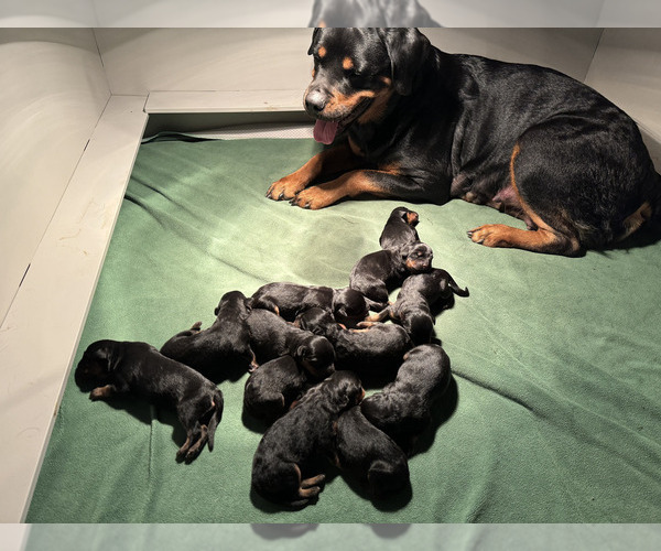 Medium Photo #7 Rottweiler Puppy For Sale in NORMAL, IL, USA