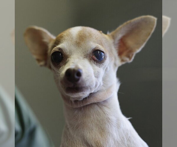 Medium Photo #1 Chihuahua-Unknown Mix Puppy For Sale in San Antonio, TX, USA