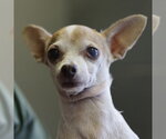 Small Chihuahua Mix