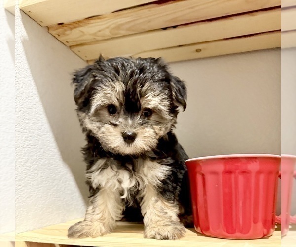 Medium Photo #8 Morkie Puppy For Sale in CASSVILLE, MO, USA