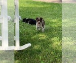 Small Photo #1 Australian Cattle Dog Puppy For Sale in DOWNING, WI, USA