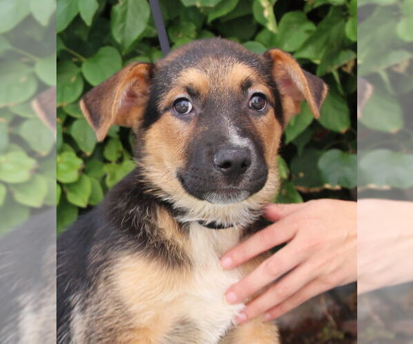 Medium Photo #4 German Shepherd Dog-Unknown Mix Puppy For Sale in Los Angeles, CA, USA