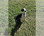 Diesel - Male Mutt Dog for Adoption - Small photo