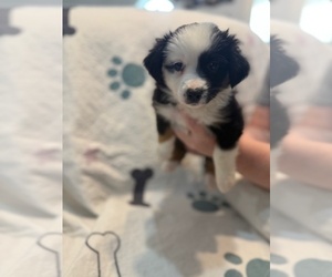 Australian Shepherd Puppy for sale in WEBSTER, FL, USA