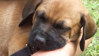 Rhodesian Ridgeback-Saint Bernard Mix Puppy for sale in BAILEY, CO, USA