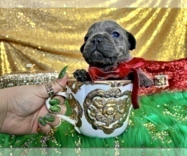 Medium Photo #67 French Bulldog Puppy For Sale in HAYWARD, CA, USA