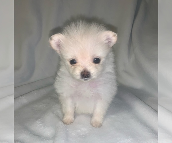 Medium Photo #4 Pomeranian Puppy For Sale in PORTLAND, ME, USA