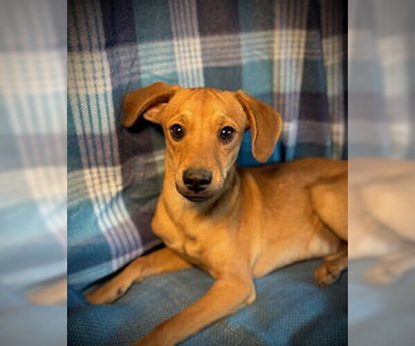 Medium Photo #4 Chihuahua-Unknown Mix Puppy For Sale in Pleasanton, TX, USA