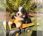 Small #1 Bernese Mountain Dog
