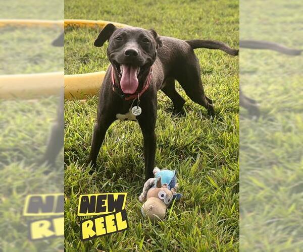 Medium Photo #1 Labrador Retriever Puppy For Sale in Forestville, MD, USA