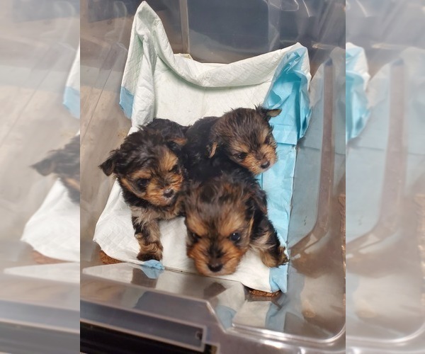 Medium Photo #9 Yorkshire Terrier Puppy For Sale in BAYONNE, NJ, USA