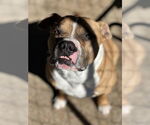 Small #2 American Pit Bull Terrier