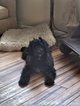 Small Photo #3 Bernedoodle Puppy For Sale in KENT, OH, USA