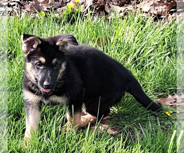 Medium Photo #1 German Shepherd Dog Puppy For Sale in SHORTSVILLE, NY, USA
