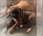Small #2 Boxer