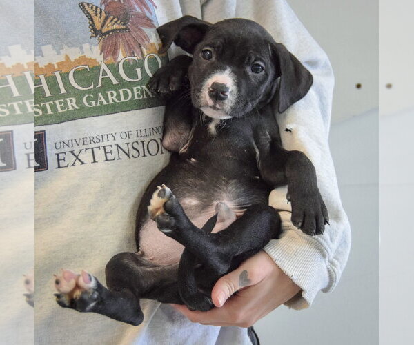 Medium Photo #5 Border Collie-Unknown Mix Puppy For Sale in Huntley, IL, USA