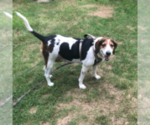 Small #3 Treeing Walker Coonhound