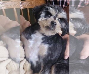 Maltese-Unknown Mix Dogs for adoption in Alexandria, KY, USA