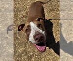 Small #5 Staffordshire Bull Terrier Mix