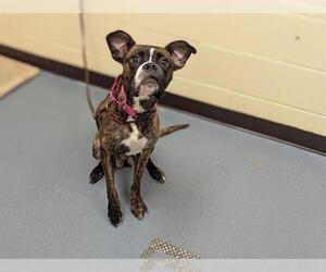 Boxer Dogs for adoption in Denver, CO, USA